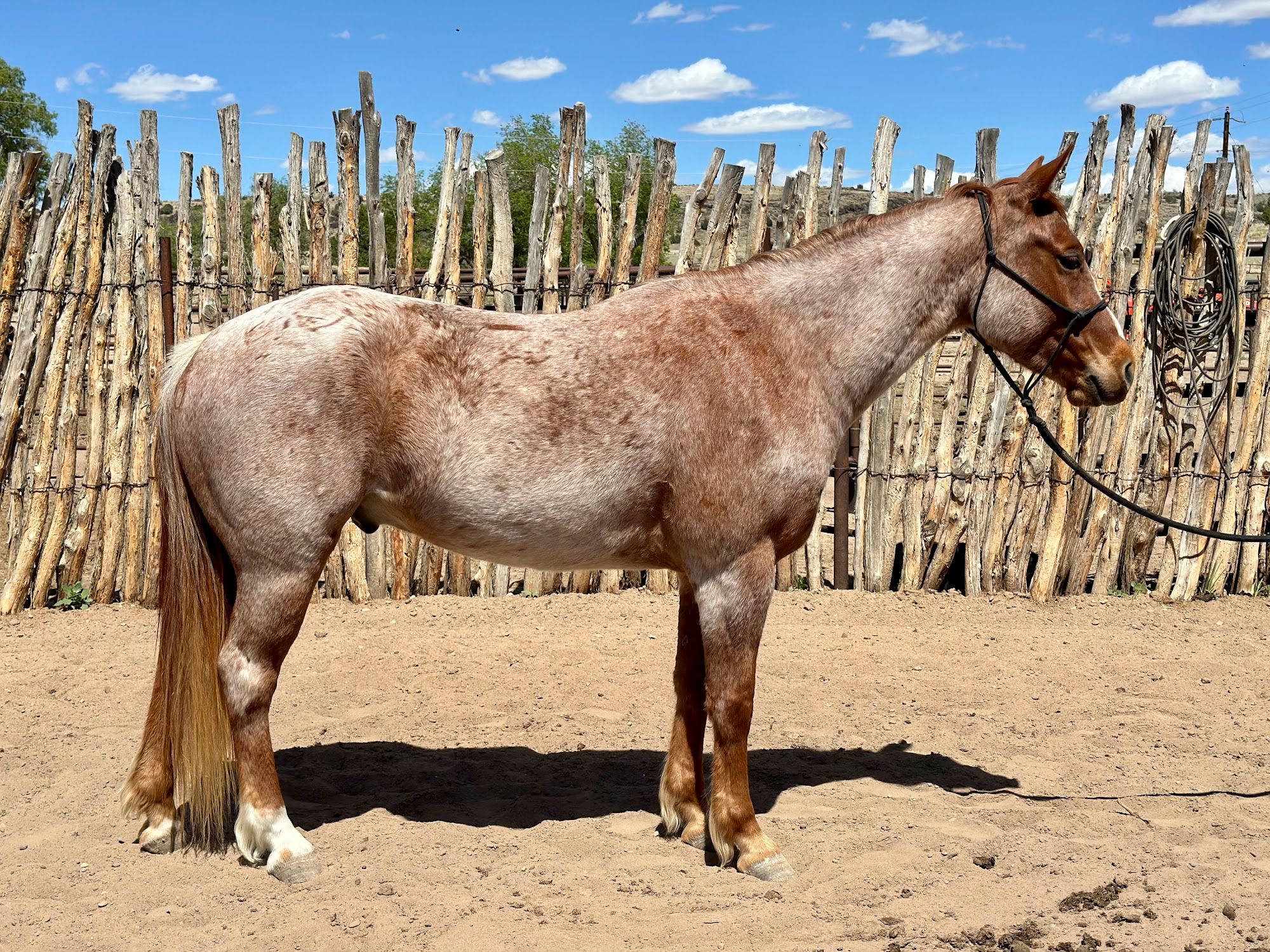 quarter-horse western-paard ruin 6 jaar roan te koop - Foto 5