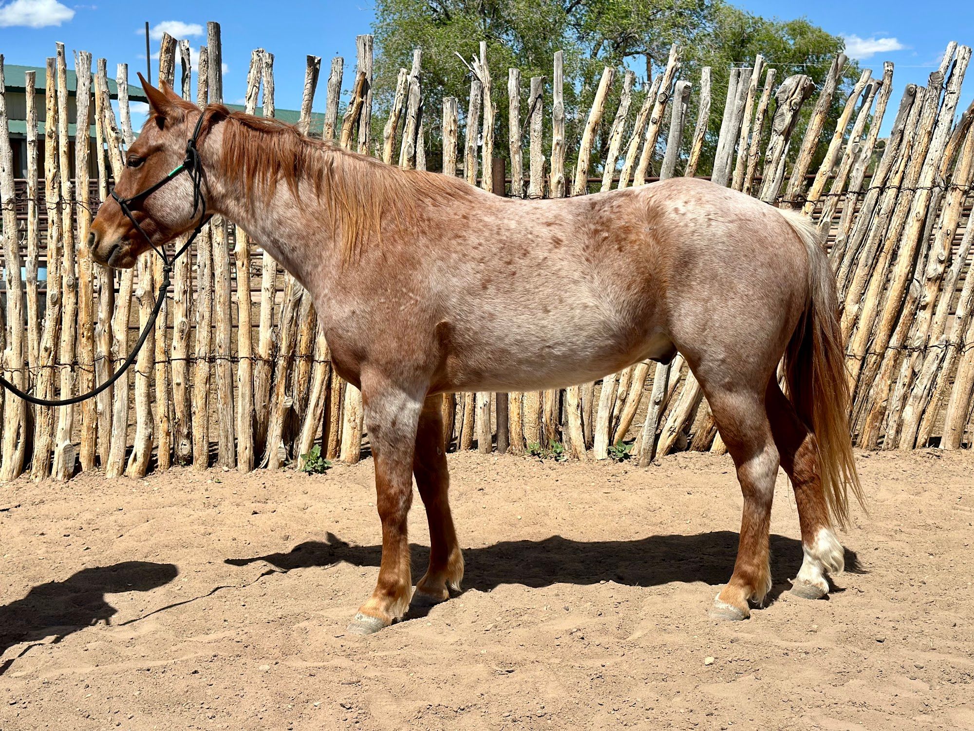 quarter-horse western-paard ruin 6 jaar roan te koop - Foto 6
