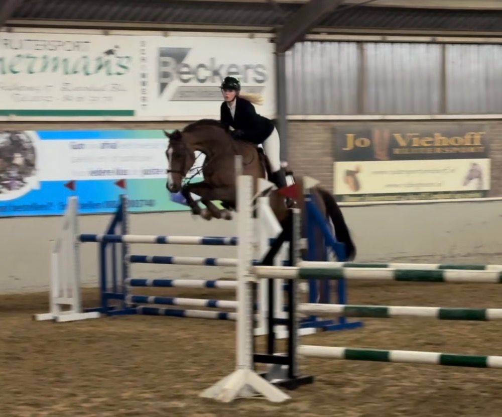 KWPN springpaard Ruin 7 jaar Vos te koop - Foto 5