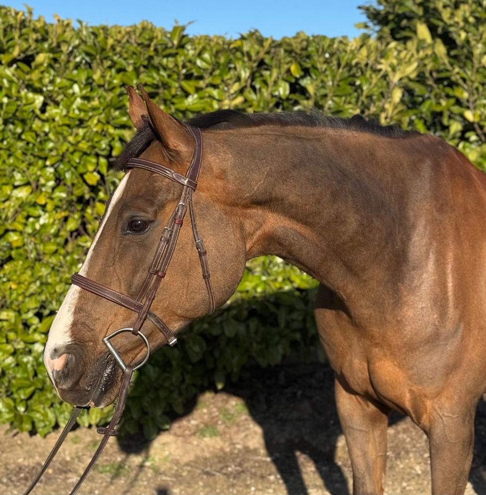 KWPN springpaard Ruin 7 jaar Vos te koop - Foto 3