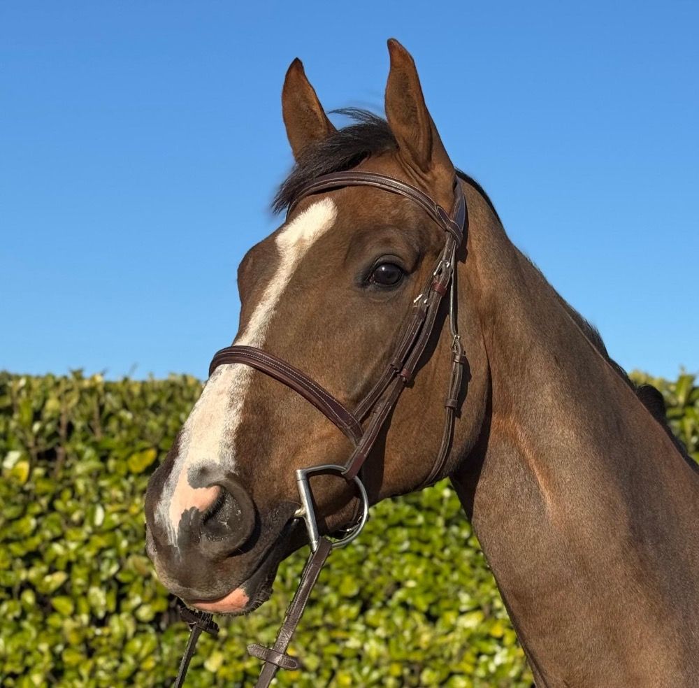 Super Amateur Hunter/Equitation paard