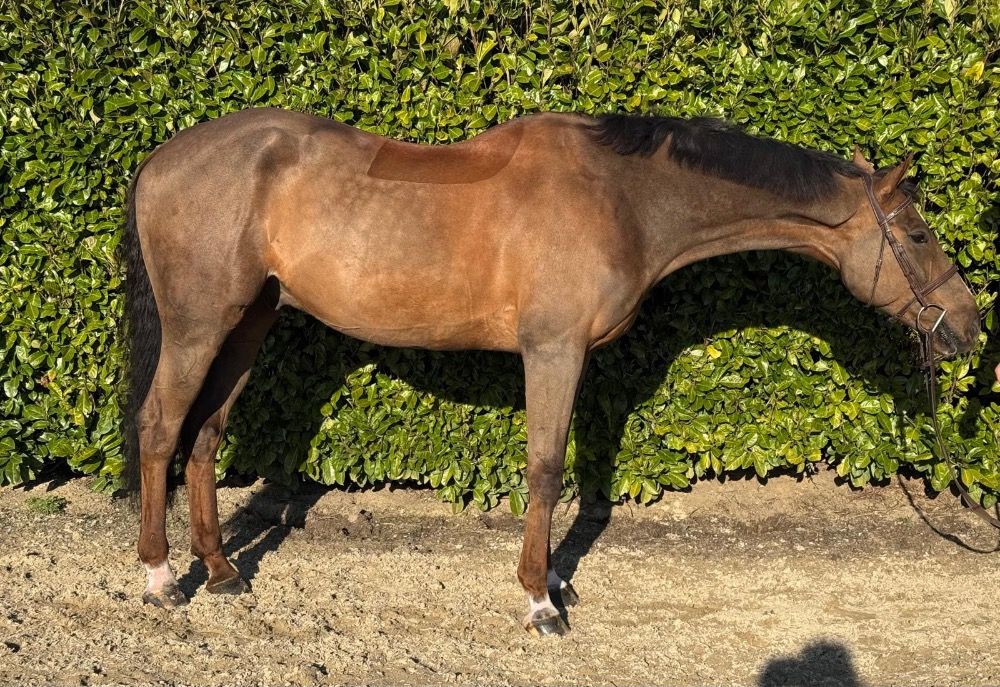 KWPN springpaard Ruin 7 jaar Vos te koop - Foto 2