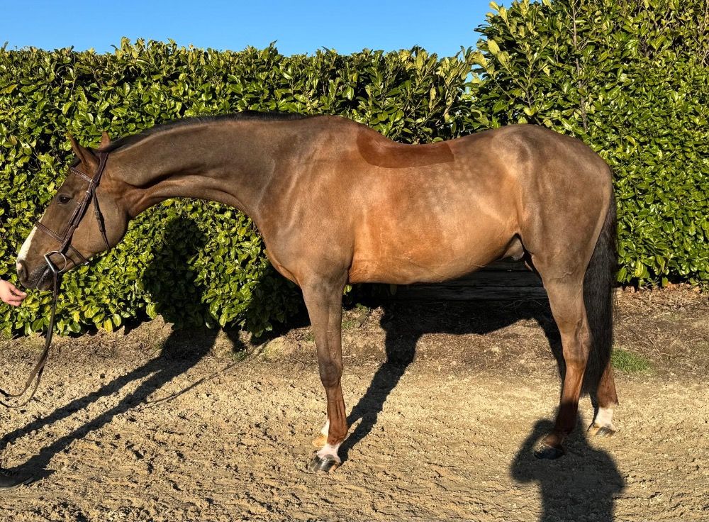 KWPN springpaard Ruin 7 jaar Vos te koop - Foto 4