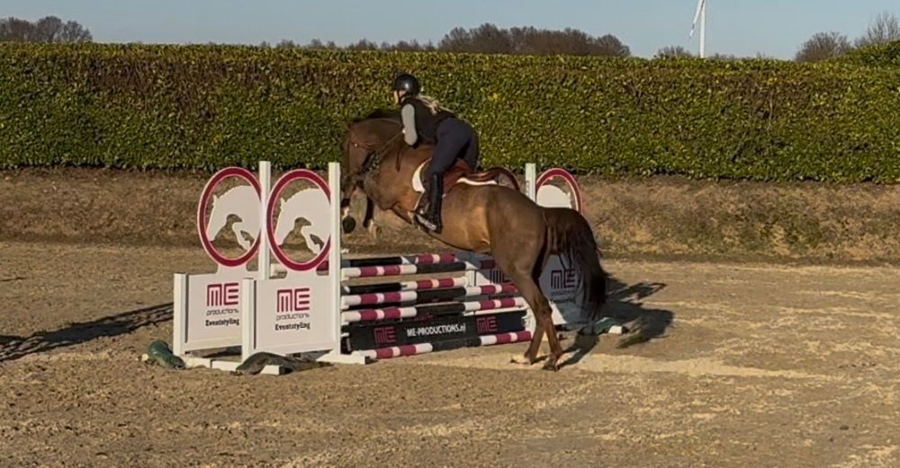 KWPN springpaard Ruin 7 jaar Vos te koop - Foto 6