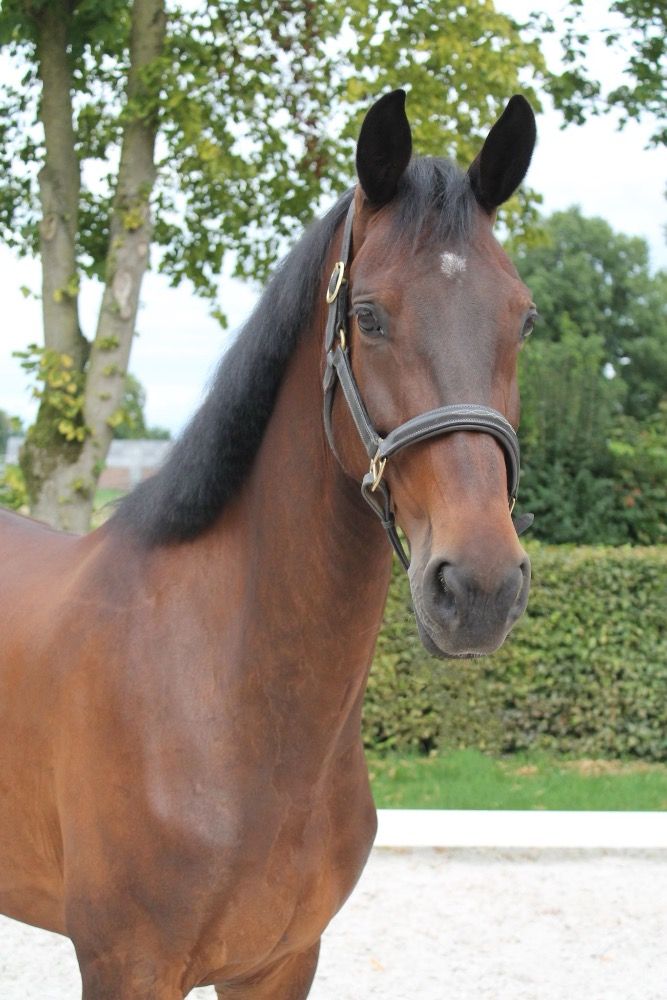 NRPS dressuurpaard Merrie 8 jaar Bruin te koop - Foto 3
