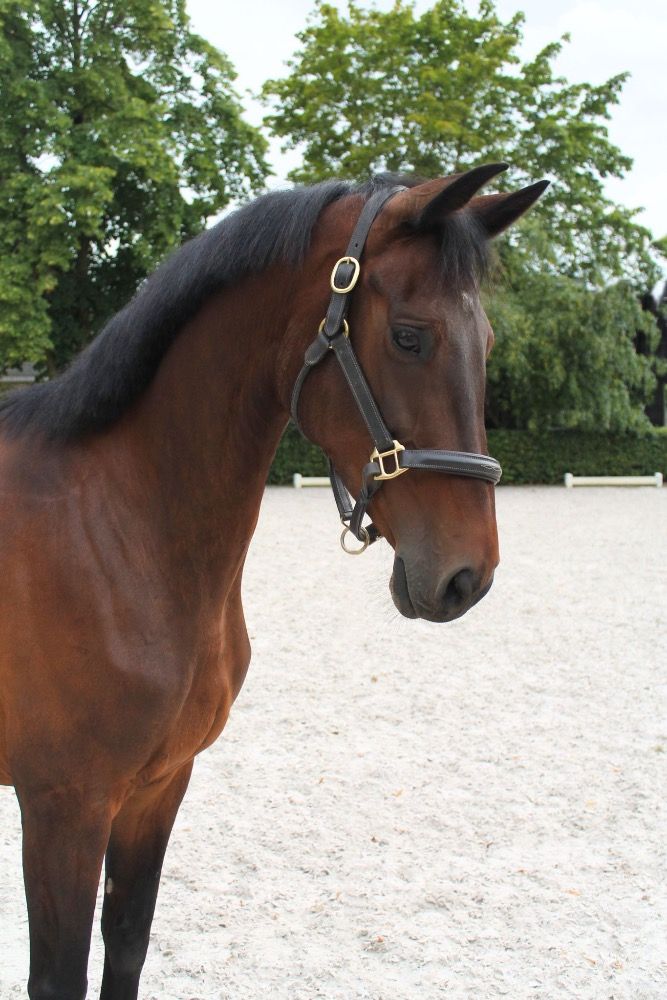 NRPS dressuurpaard Merrie 8 jaar Bruin te koop - Foto 2