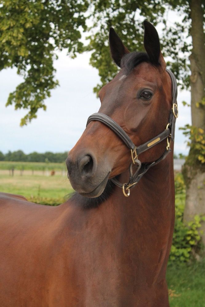 Project paard te koop