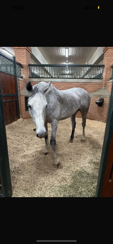 Iers sportpaard springpaard Ruin 8 years old Schimmel for sale - Photo 2