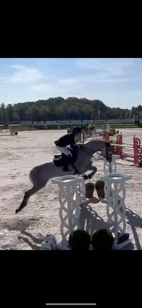Beautiful and careful gelding
