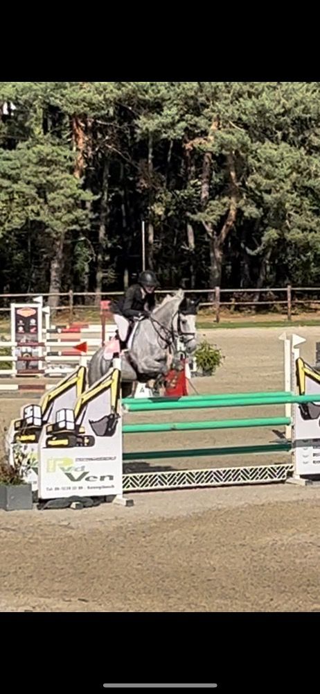 Iers sportpaard springpaard Ruin 8 years old Schimmel for sale - Photo 3