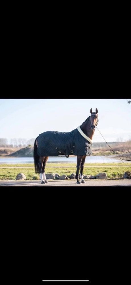 Hannover fokmerrie Merrie 15 jaar Bruin te koop - Foto 2