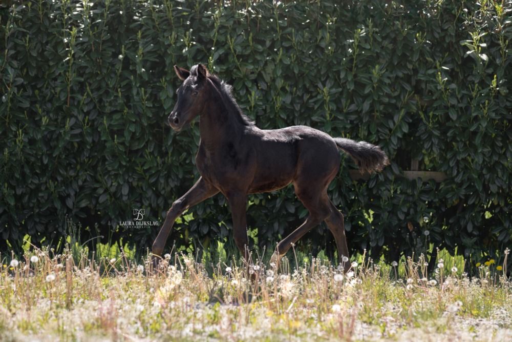 KWPN dressuurpaard te koop - Hoofdfoto