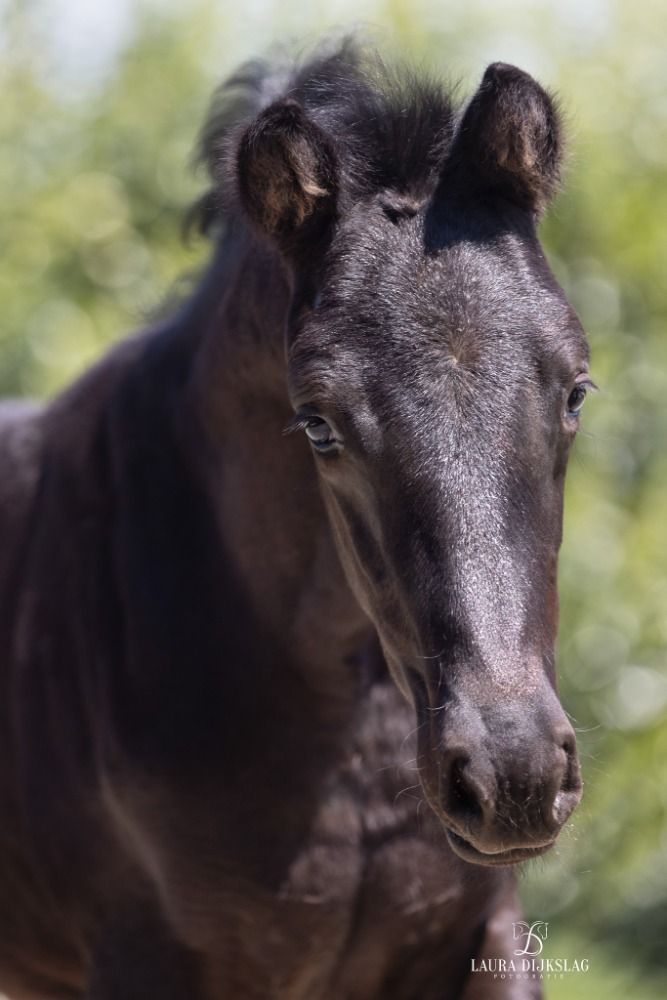 KWPN dressuurpaard te koop - Foto 4