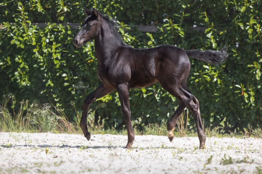 KWPN dressuurpaard te koop - Foto 3