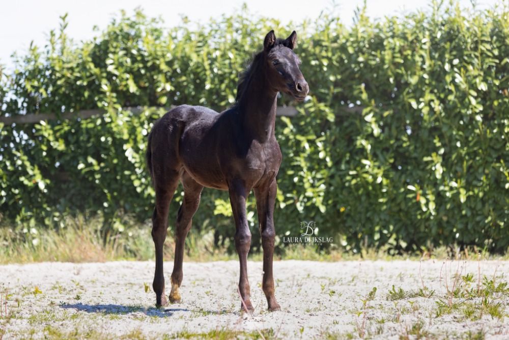 KWPN dressuurpaard te koop - Foto 6