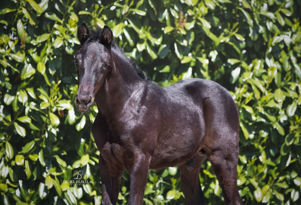 KWPN dressuurpaard te koop - Foto 2