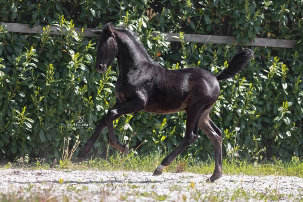 KWPN dressuurpaard te koop - Foto 5