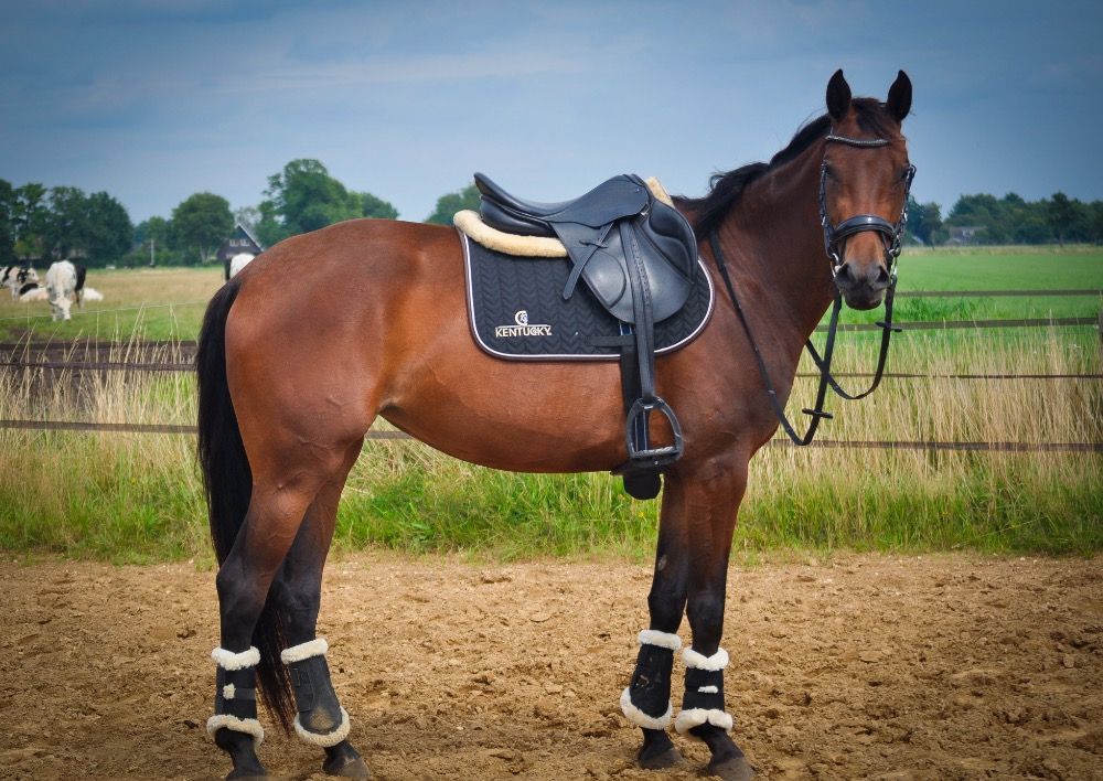 KWPN paard Merrie 5 years old Bruin for sale - Main photo