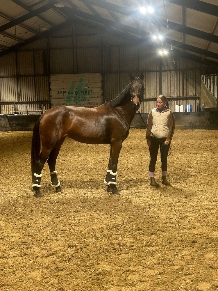 KWPN paard Merrie 5 years old Bruin for sale - Photo 3