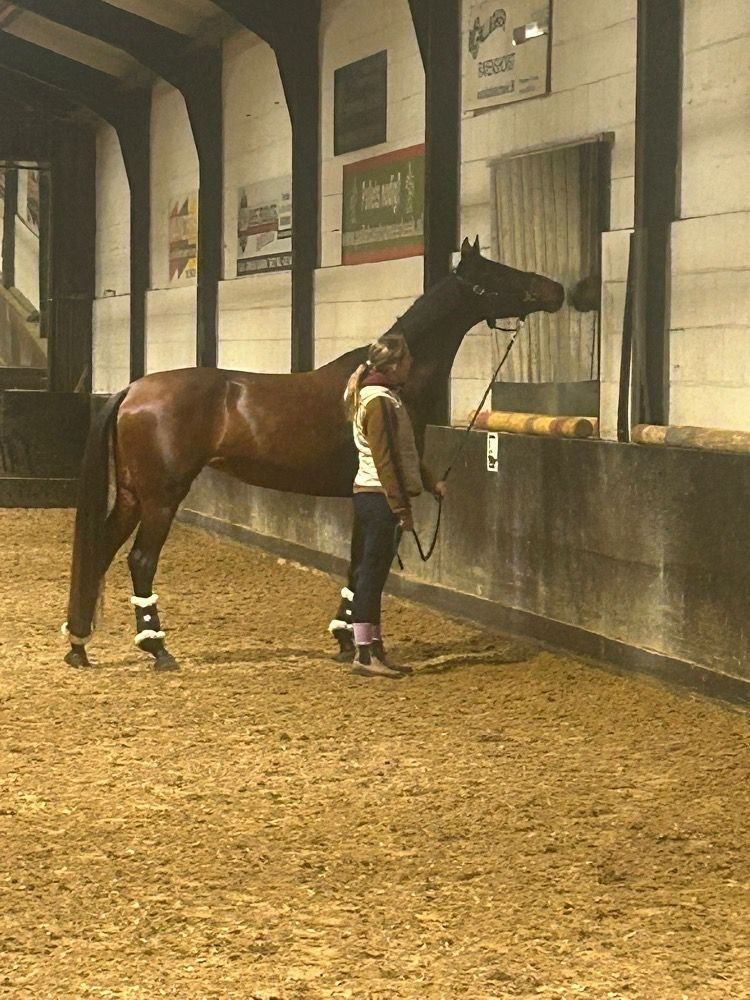 KWPN paard Merrie 5 years old Bruin for sale - Photo 2
