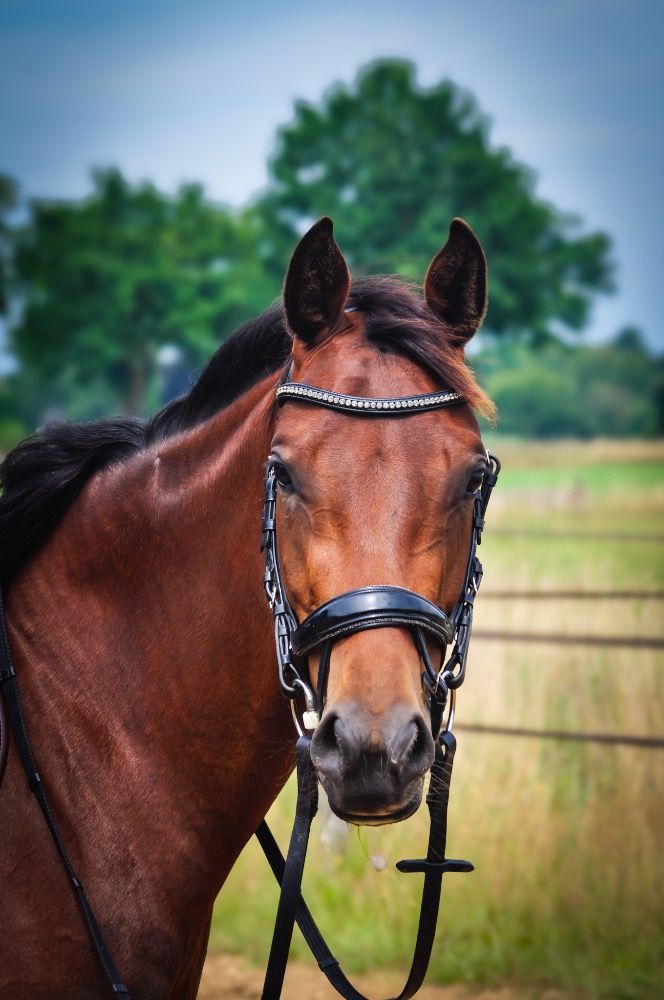 KWPN paard Merrie 5 years old Bruin for sale - Photo 4