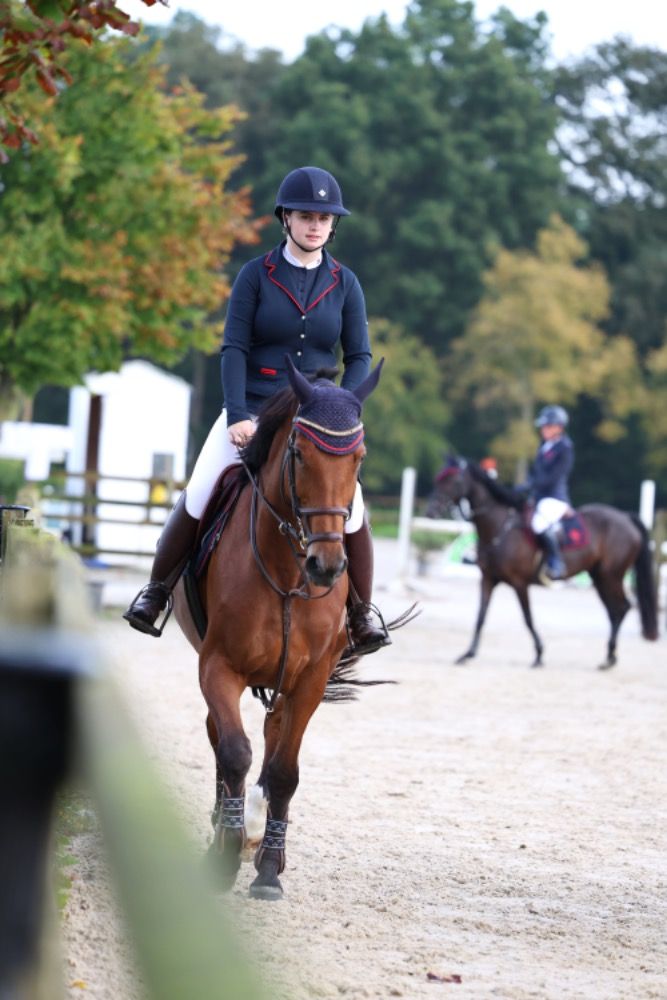 KWPN springpaard Merrie 7 jaar te koop - Foto 3