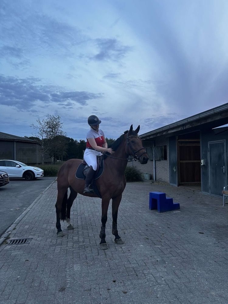 KWPN springpaard Merrie 7 jaar te koop - Foto 4