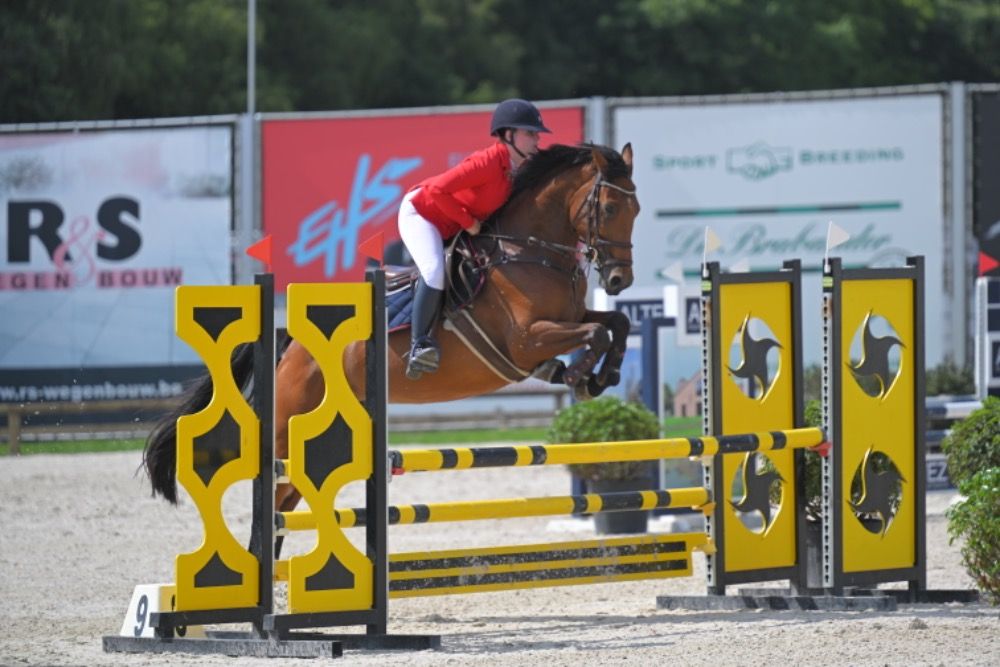 KWPN springpaard Merrie 7 jaar te koop - Foto 5