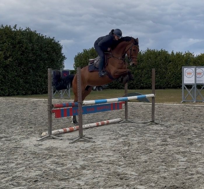 KWPN springpaard Merrie 7 jaar te koop - Foto 2