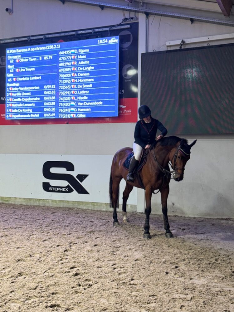 KWPN springpaard Merrie 7 jaar te koop - Hoofdfoto