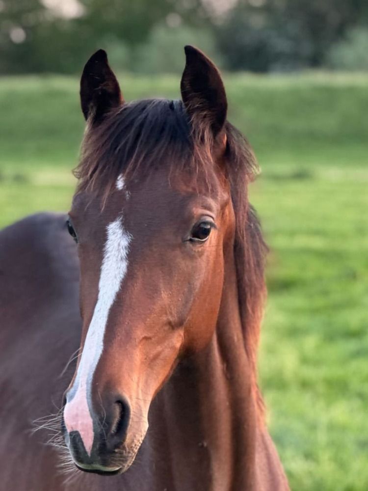 KWPN dressuurpaard Merrie 1 jaar Donkerbruin te koop - Foto 3