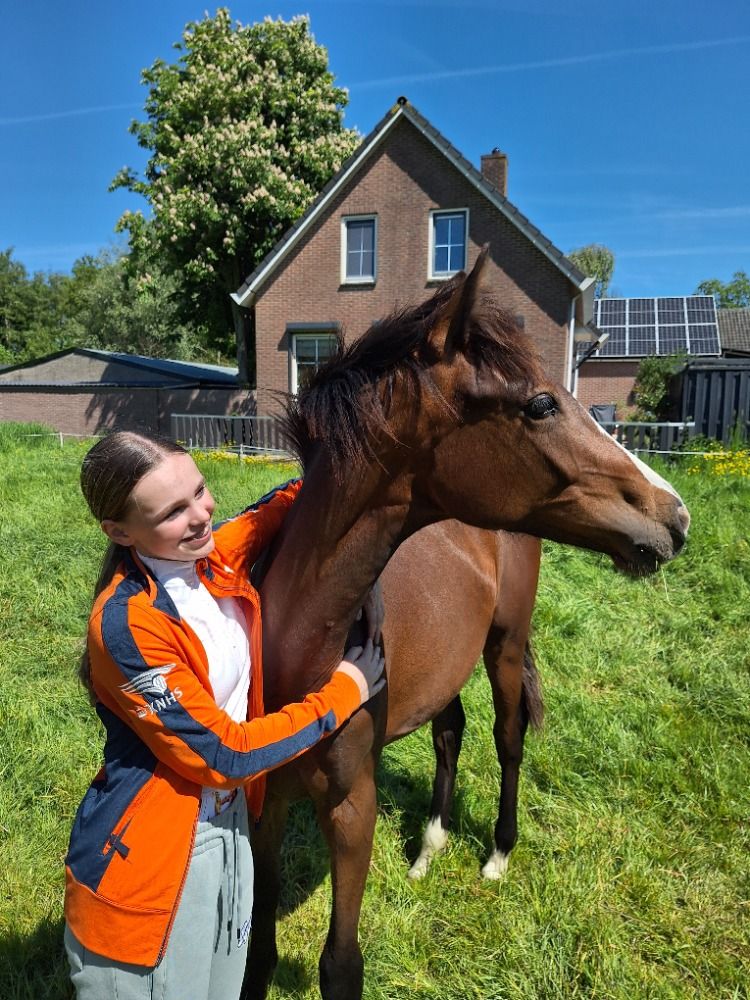 KWPN dressuurpaard Merrie 1 jaar Donkerbruin te koop - Foto 2
