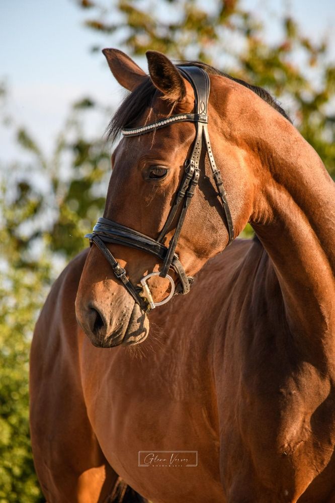 KWPN dressuurpaard Merrie 3 jaar Bruin te koop - Hoofdfoto