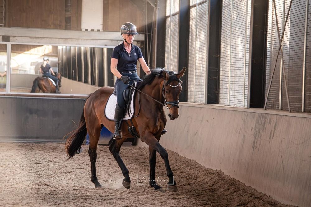 KWPN dressuurpaard Merrie 3 jaar Bruin te koop - Foto 4