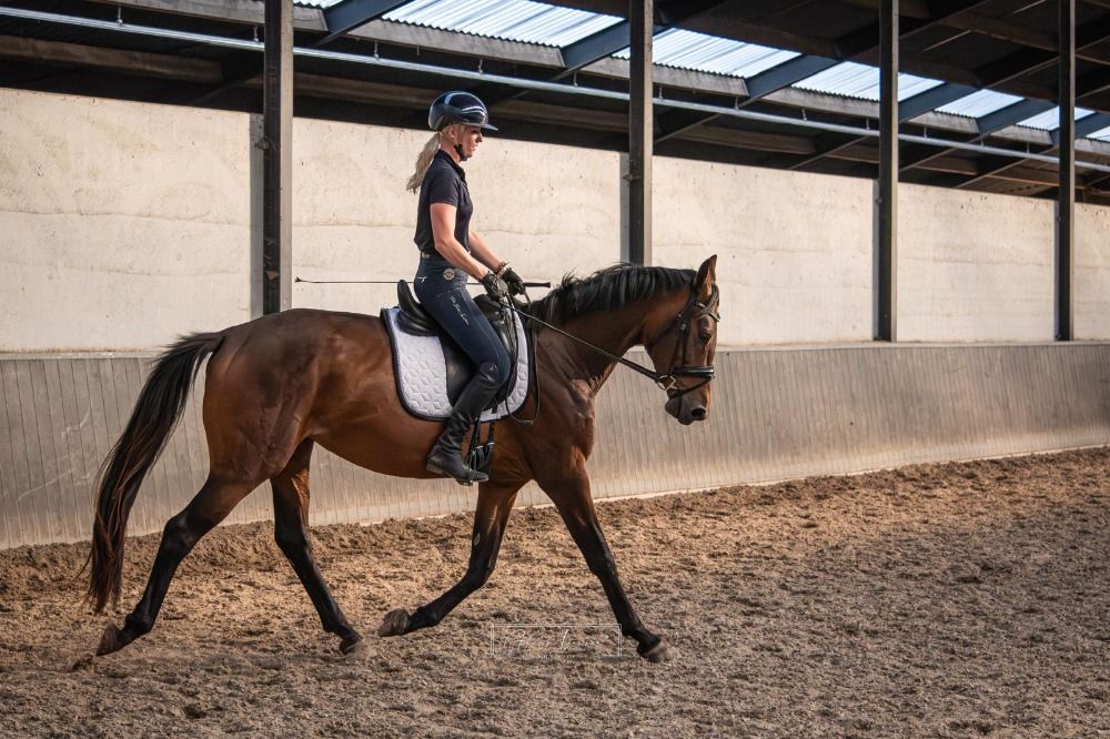 KWPN dressuurpaard Merrie 3 jaar Bruin te koop - Foto 5