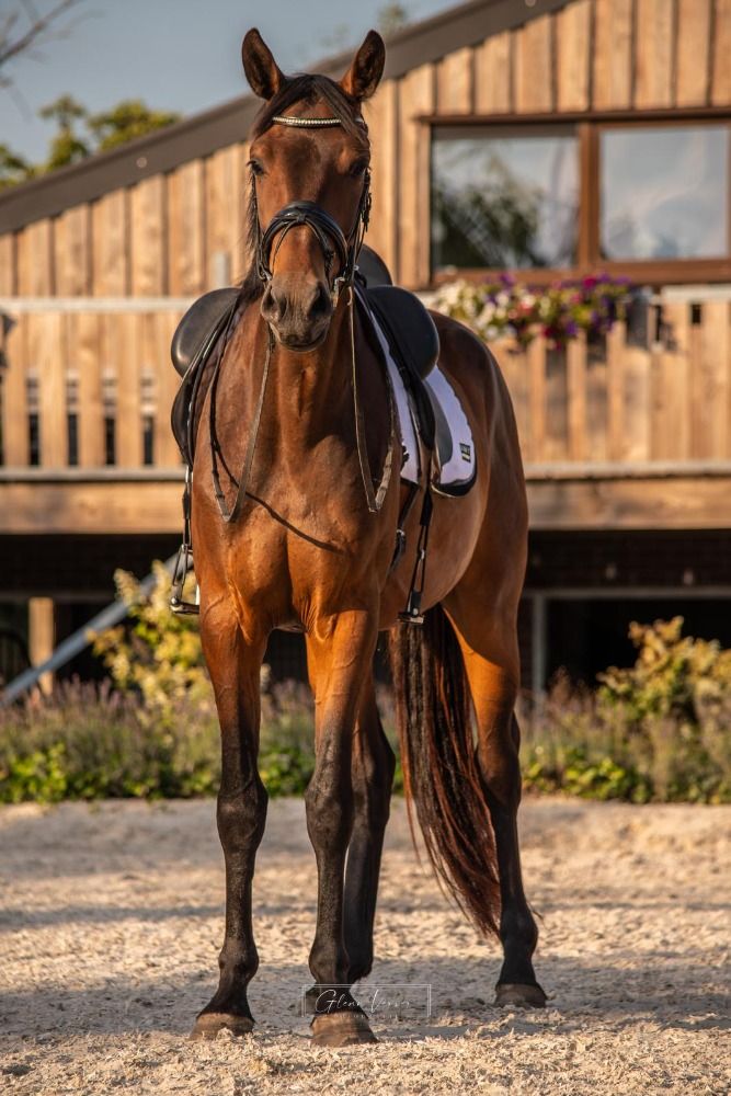 KWPN dressuurpaard Merrie 3 jaar Bruin te koop - Foto 2