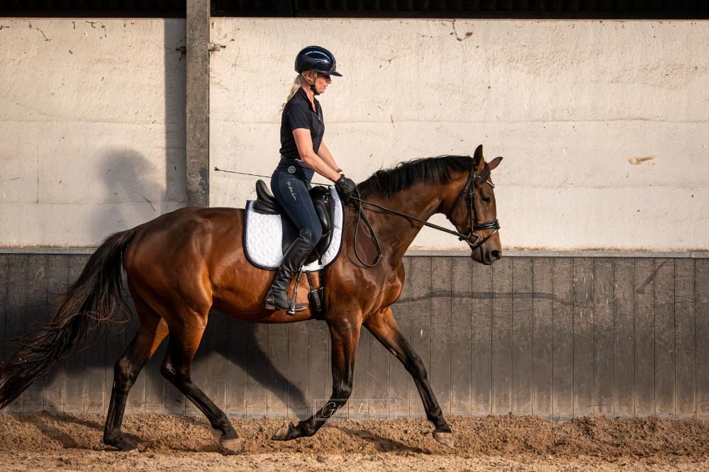 KWPN dressuurpaard Merrie 3 jaar Bruin te koop - Foto 3
