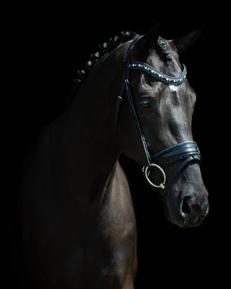 KWPN dressuurpaard Ruin 3 jaar Zwart te koop - Foto 4