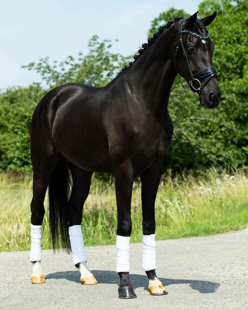 KWPN dressuurpaard Ruin 3 jaar Zwart te koop - Foto 2