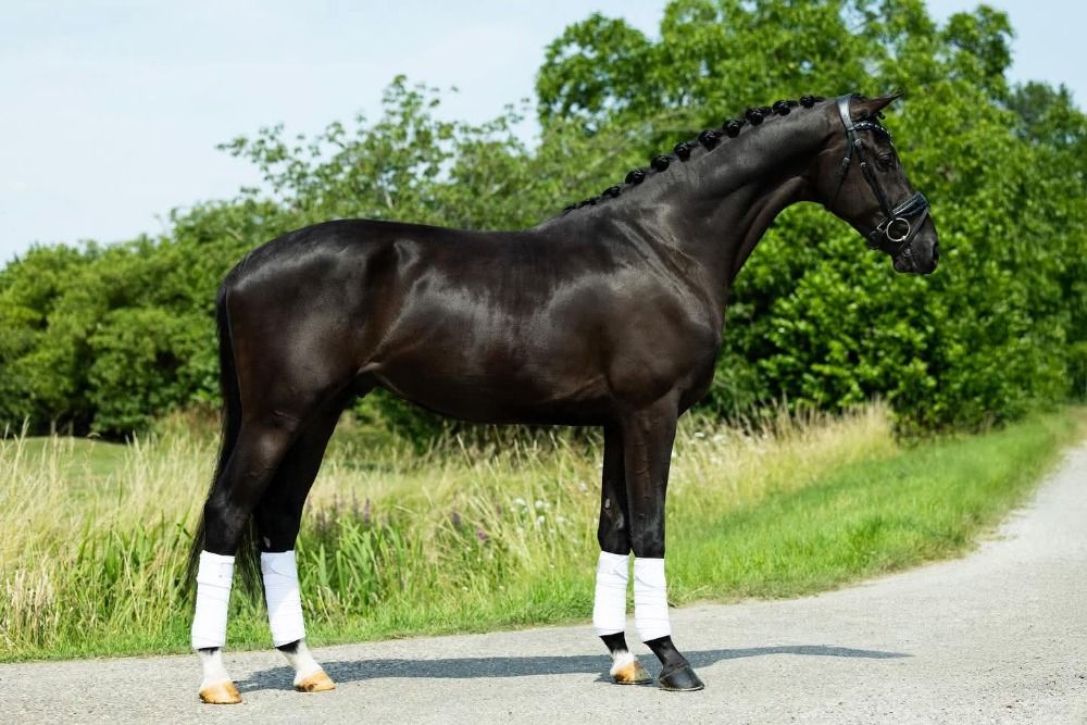 KWPN dressuurpaard Ruin 3 jaar Zwart te koop - Foto 3