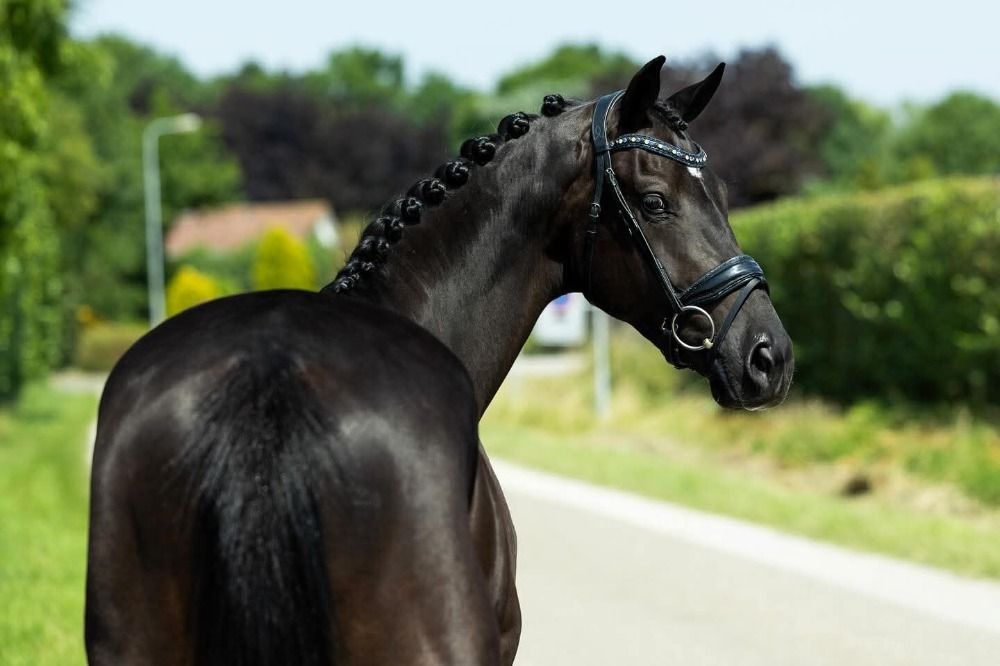 Talentvolle brave ruin Livius x Wynton ??
