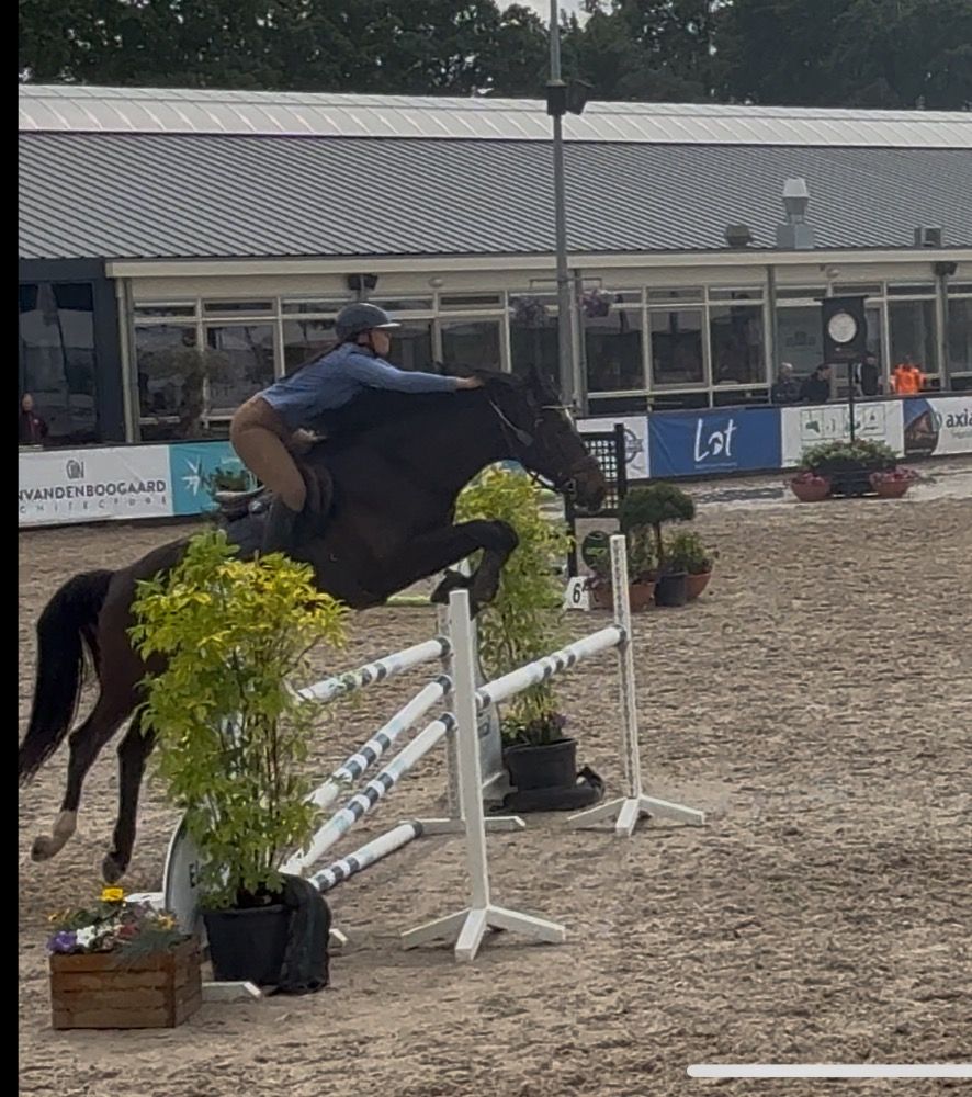 KWPN eventingpaard Ruin 5 jaar Donkerbruin te koop - Foto 4
