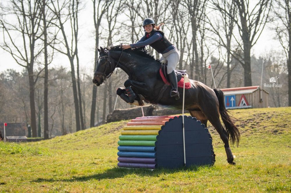 KWPN eventingpaard Ruin 5 jaar Donkerbruin te koop - Foto 5