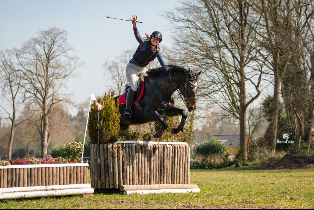 KWPN eventingpaard Ruin 5 jaar Donkerbruin te koop - Foto 3