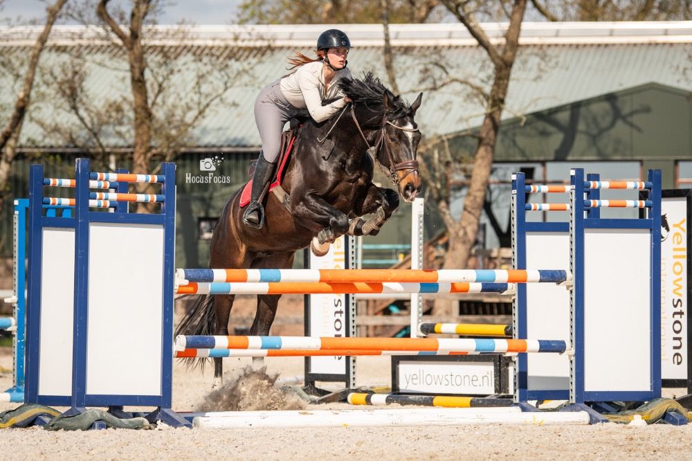 KWPN eventingpaard Ruin 5 jaar Donkerbruin te koop - Foto 6