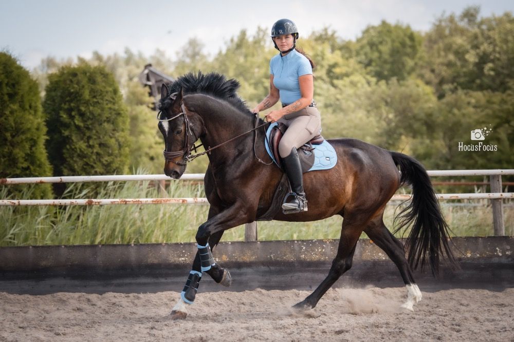 KWPN eventingpaard Ruin 5 jaar Donkerbruin te koop - Foto 2