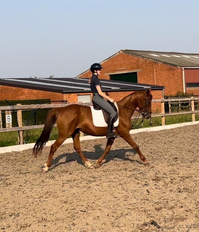 recreatie paard Merrie 7 jaar Vos te koop - Foto 2