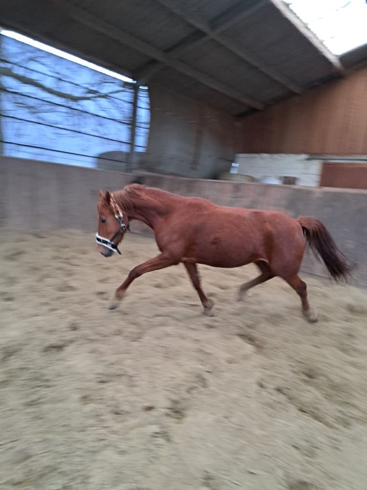 recreatie paard Merrie 7 jaar Vos te koop - Foto 3