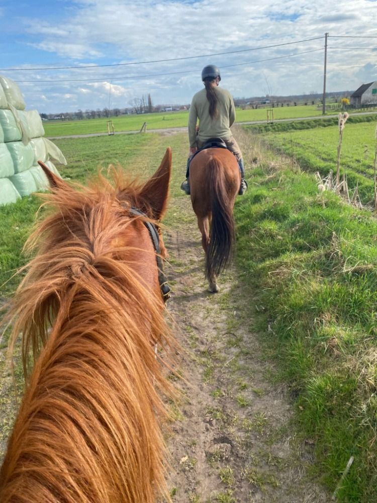 recreatie paard Merrie 7 jaar Vos te koop - Foto 4