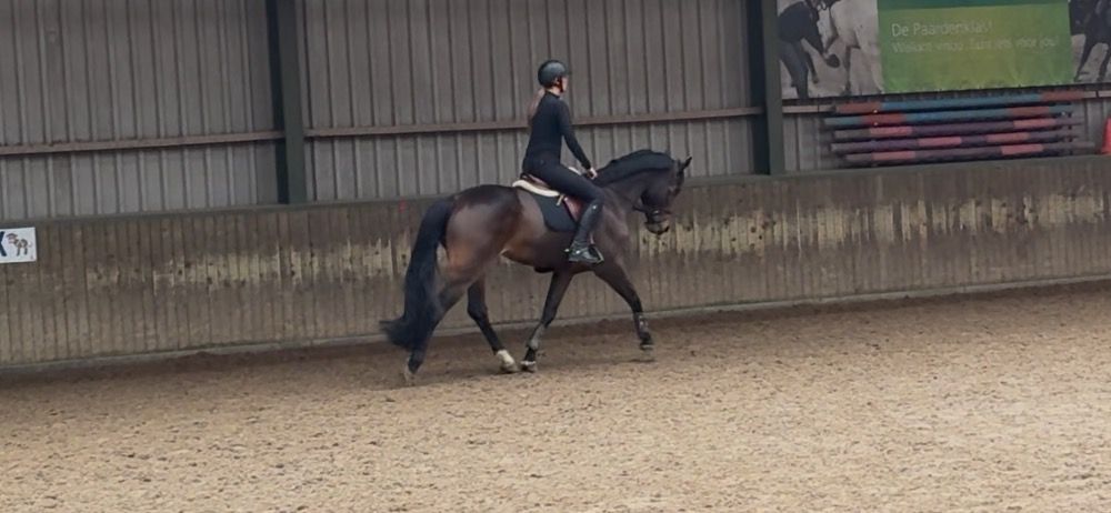 KWPN springpaard Merrie 12 jaar Bruin te koop - Foto 4